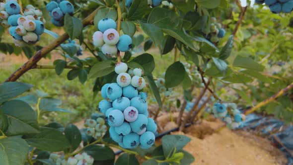 Ripe Blueberries on a Branch in a Blueberries Orchard