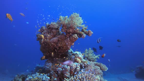 Underwater Scene Tropical Reef