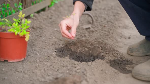 The Hand Takes a Tomato Seedling and Plants It in a Moistened Hole in the Soil