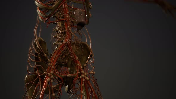 Human Body Blood Vessel Anatomy alt