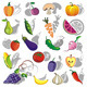 Fruits and Vegetables Vector Collection - GraphicRiver Item for Sale