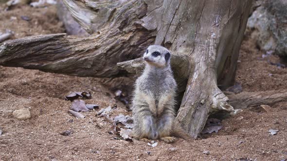 Suricata standing on a guard. Curious meerkat (Suricata suricatta).