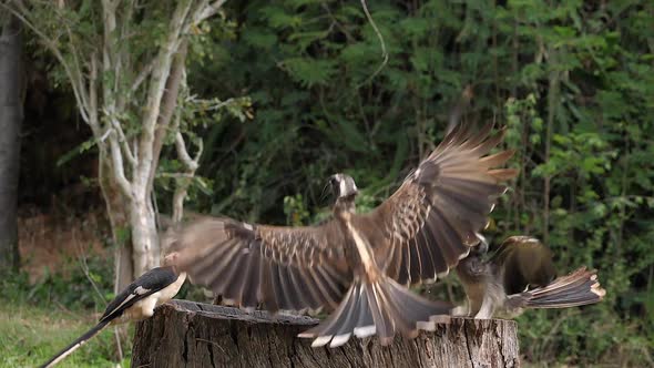 980206 African Grey Hornbill, tockus nasutus, and Von Der Decken’s Hornbill, tockus deckeni, Adult i