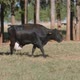 milk cow in the pasture - VideoHive Item for Sale