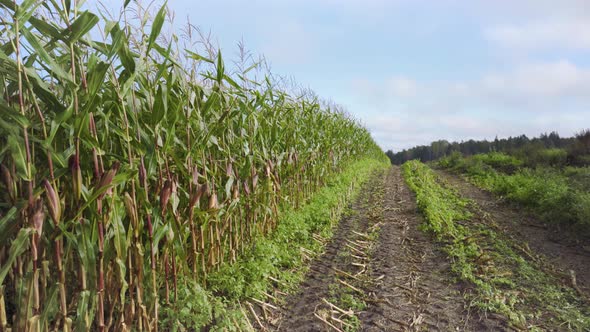 Corn field with green leaves in summer