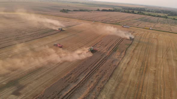 Harvest during summer sunset from the fields. Many combines harvesting wheat. 