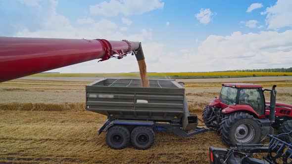 Combine harvester auger unloading grains of wheat.