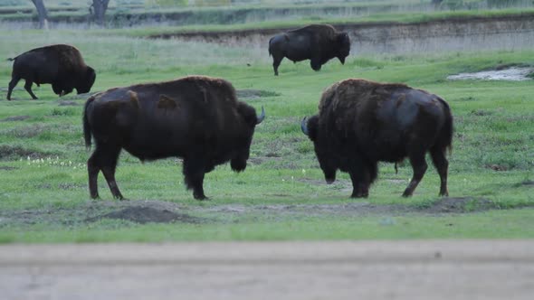 Four American Bison - Morning in Sage Creek Campground - Badlands National Park, South Dakota