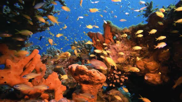 Underwater Tropical Reefs Seascape