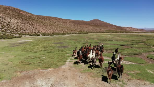 Aerial View of Lamas on the Altiplano Bolivia