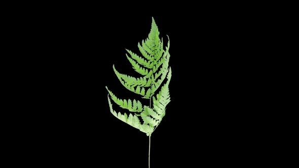 Time-lapse of drying Fern leaves