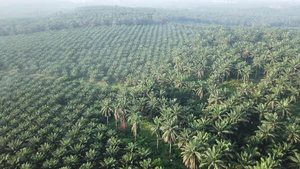 Fly over oil palm plantation 