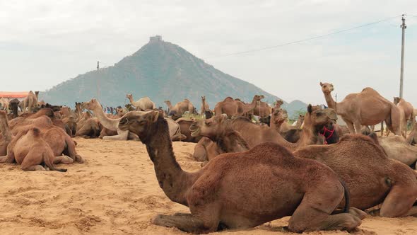 Camels at the Pushkar Fair, Also Called the Pushkar Camel Fair