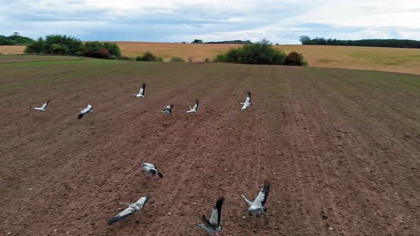 Large group of common cranes starting, taking off from rural field for migration flight. Poland, pom
