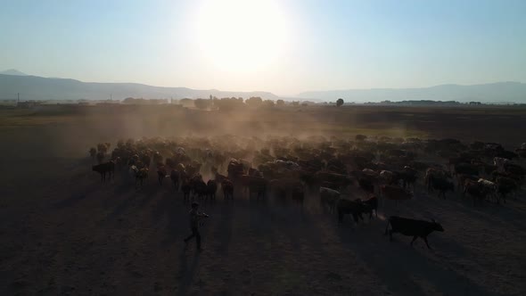 Aerial View Photographer With Herd Of Cows