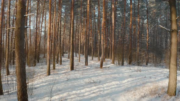 Beautiful Snowy White Forest In Winter Frosty Day