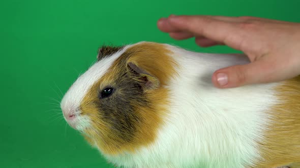 Short-haired Colored Guinea Pig and Man Hand Strokes Her on a Green Background Screen in Studio