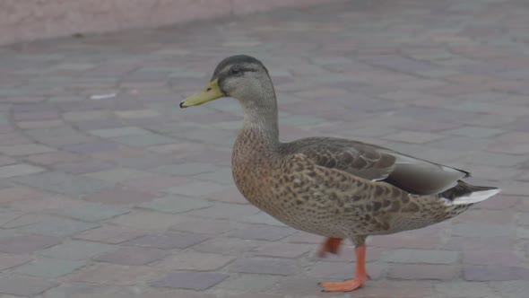 Close up slowmotion of a duck walking in the center of an italian city (Riva Del Garda - Trentino Al