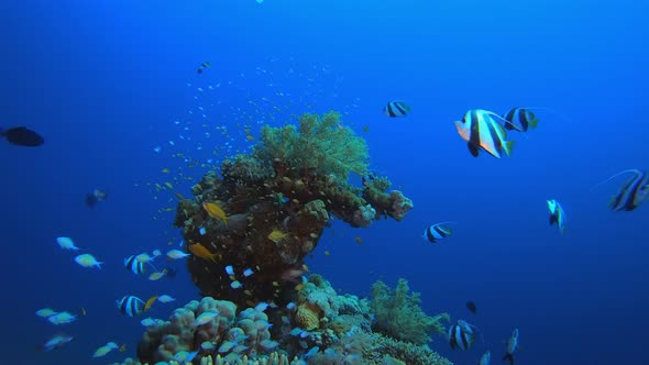 Tropical Seascape Underwater Colourful Fish