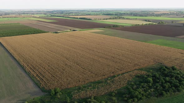Aerial wide view of brown corn field surrounded by green fields