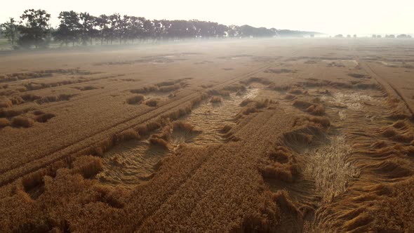 Flying Over a Wheat Field on an Early Summer Morning