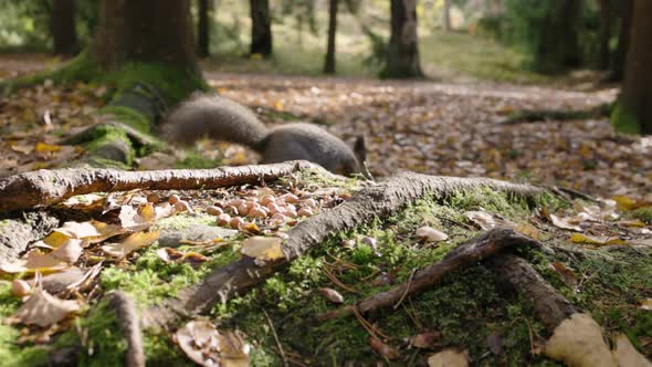 Close slomo ground view of squirreling in sunny autumn forest