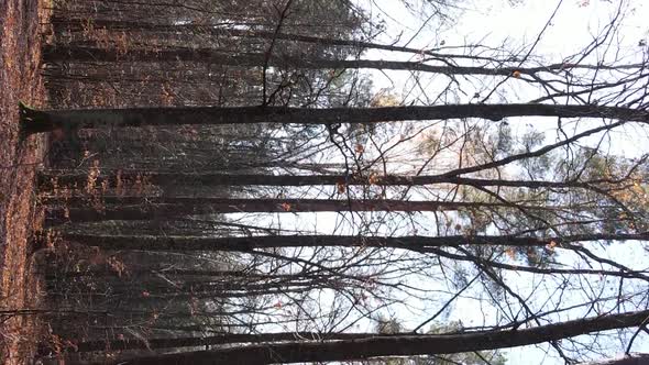 Vertical Video of an Autumn Forest During the Day in Ukraine