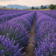 Lavender Field Ambience