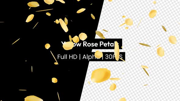 Yellow Rose Flower Petals Falling with Alpha