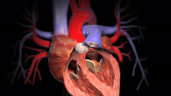 Human Circulatory System Heart Beat Anatomy