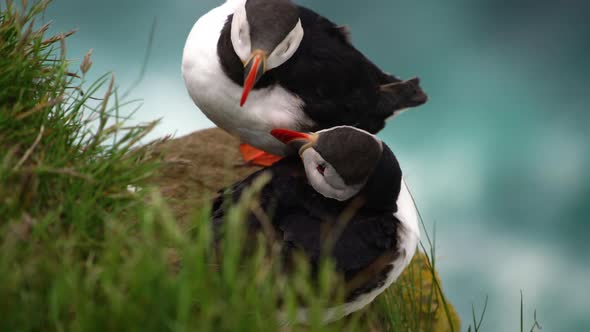 Wild Atlantic Puffin Seabird in the Auk Family in Iceland