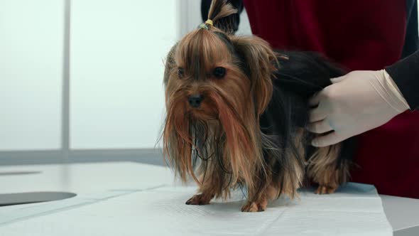 Dog puppy Yorkshire terrier on examination in a veterinary clinic. Puppy health checkup.