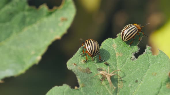 Two Striped Beetles  Leptinotarsa Decemlineata