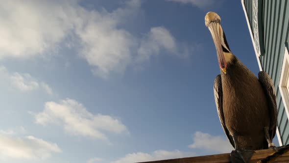 Wild Brown Pelican on Pier California Ocean Beach USA