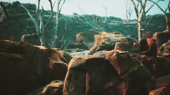 Lava Stone Field with Dead Trees and Plants