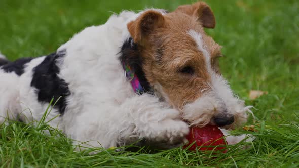 Fox Terrier Dog Lies in the Park on the Green Grass