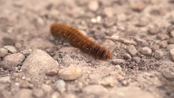 A close up of a furry caterpillar crawling along a path