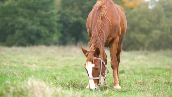 Beautiful chestnut horse grazing in green grassland summer field.