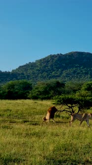 Lions in Kruger National Park South Africa