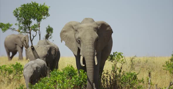 Family of elephants walking