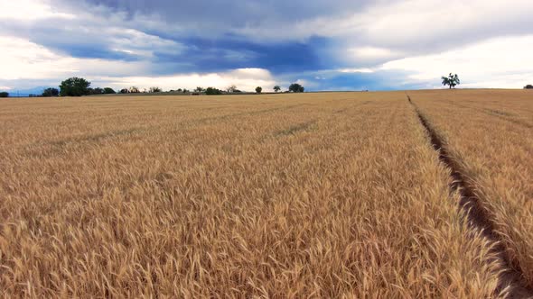 A very beautiful low level flight above winter wheat with a black bird flying through the scene and