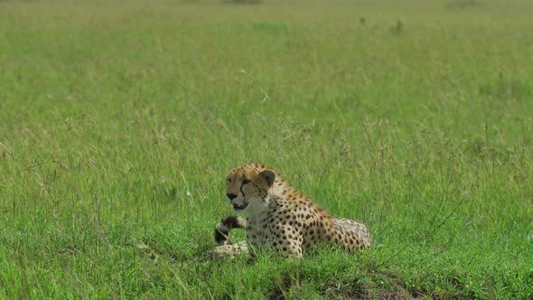 Cheetah resting in the savannah