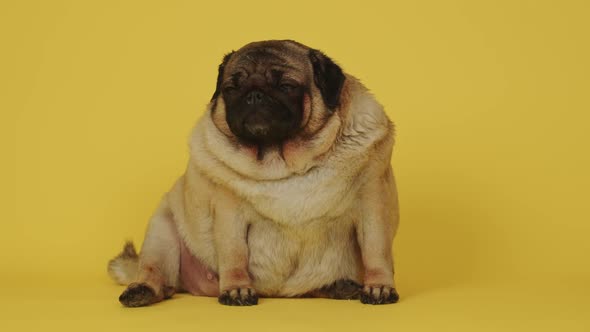Cute Dog Parodies Pug Licks His Lips and Looks at the Camera After a Delicious Breakfast
