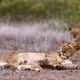 African lion in Kruger National park, South Africa - VideoHive Item for Sale