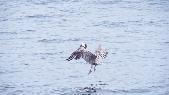 Pelican Flying Slow Motion