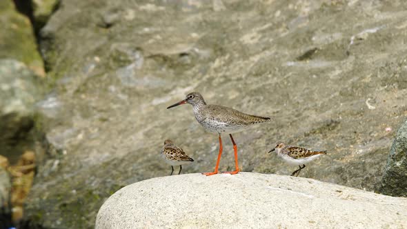 Little Stint and Common Redshank