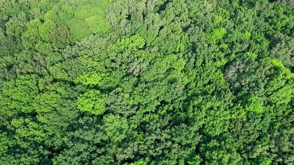 Top View of the Treetops in Green Forest