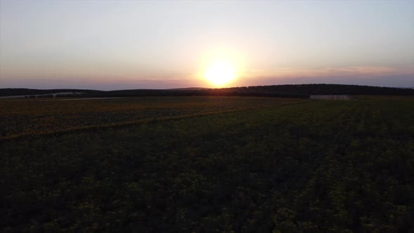 Aerial of sun setting over broad field of sunflowers