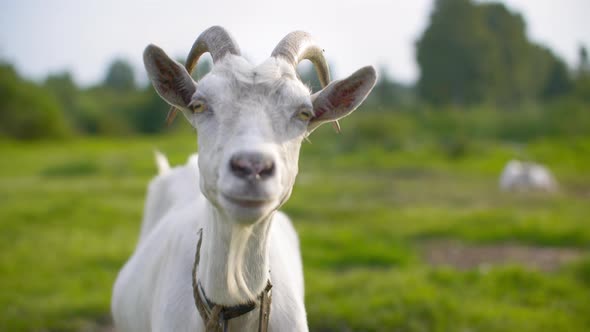 Portrait White Goat Looking To Camera on Green Pasture in Livestock. Close Up White Nanny Goat on