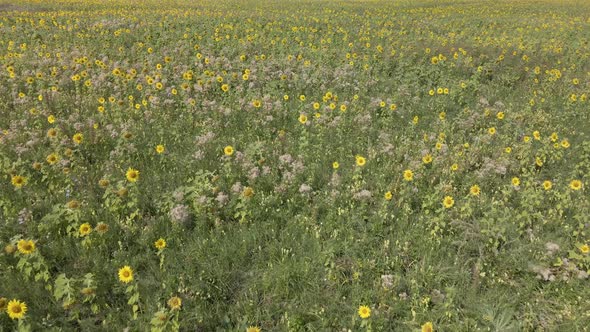 Sunflowers on a field on a summer day